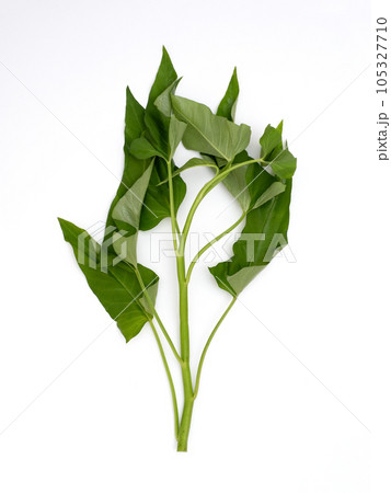 空芯菜 空芯菜 105327710