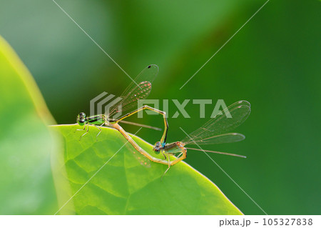 愛のカタチ 105327838