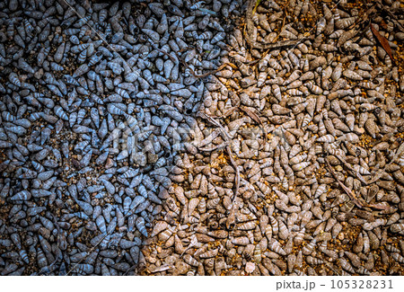 引き潮時に現れた海底　大量の小さな貝に太陽光が当たっている 105328231