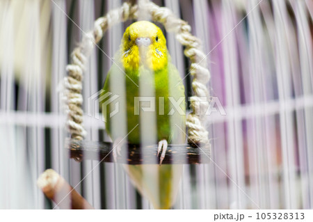【ペット】籠の中で眠たいセキセイインコ 105328313