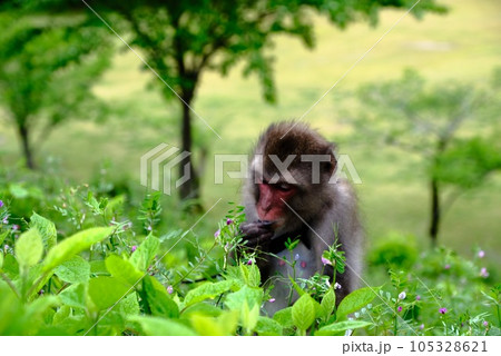 森の中で過ごすサル 森の中で過ごすサル 105328621