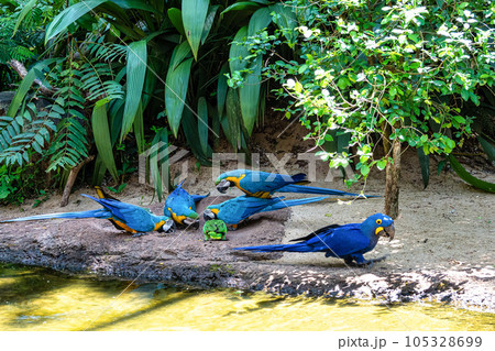 The Blue-and-yellow Macaw in Parque das aves Foz do Iguacu Brazil. Ara ararauna is a large South American parrot The Blue-and-yellow Macaw in Parque das aves Foz do Iguacu Brazil. Ara ararauna is a large South American parrot 105328699