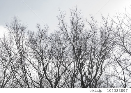 枯れ木・冬 背景素材 105328897