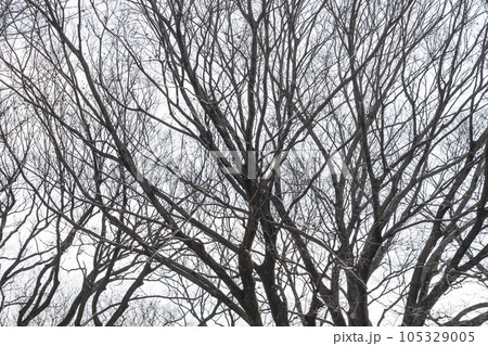 枯れ木・冬 背景素材 105329005