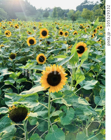 真夏のひまわり 真夏のひまわり 105329332