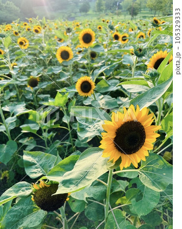 太陽に向かって咲くひまわり 太陽に向かって咲くひまわり 105329333