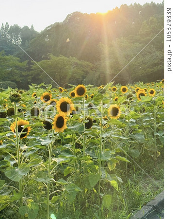 夕日に照らされたひまわり 夕日に照らされたひまわり 105329339