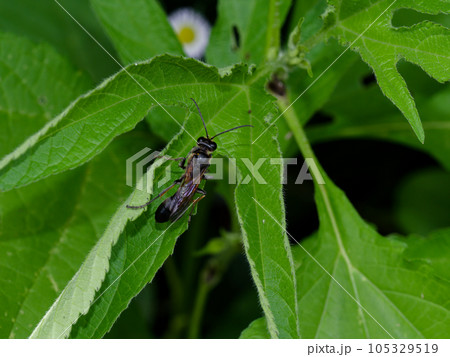 狩り蜂クロアナバチ♀ 狩り蜂クロアナバチ♀ 105329519
