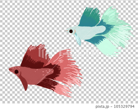 illustration of tropical fish betta illustration of tropical fish betta 105329794