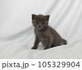 子ねこ 105329904