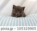 子ねこの昼寝 105329905