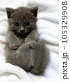 子ねこ 105329908