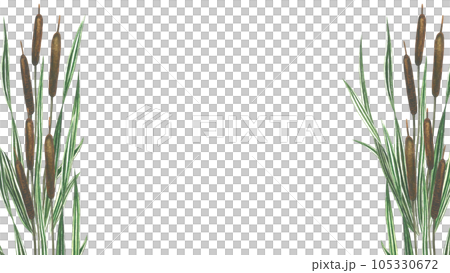 Watercolor illustration horizontal frame of cattail isolated on transparent background hand drawn 105330672