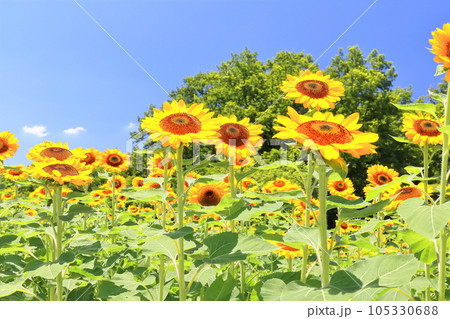 【香川県】夏の国営讃岐まんのう公園（ひまわり畑） 105330688