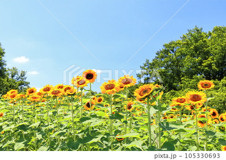 【香川県】夏の国営讃岐まんのう公園(ひまわり畑) 【香川県】夏の国営讃岐まんのう公園(ひまわり畑) 105330693