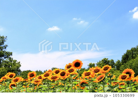 【香川県】夏の国営讃岐まんのう公園（ひまわり畑） 105330699