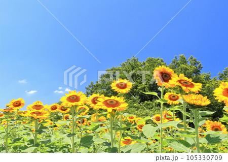 【香川県】夏の国営讃岐まんのう公園(ひまわり畑) 【香川県】夏の国営讃岐まんのう公園(ひまわり畑) 105330709