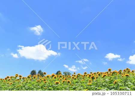 【香川県】夏の国営讃岐まんのう公園(ひまわり畑) 【香川県】夏の国営讃岐まんのう公園(ひまわり畑) 105330711