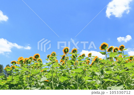 【香川県】夏の国営讃岐まんのう公園(ひまわり畑) 【香川県】夏の国営讃岐まんのう公園(ひまわり畑) 105330712