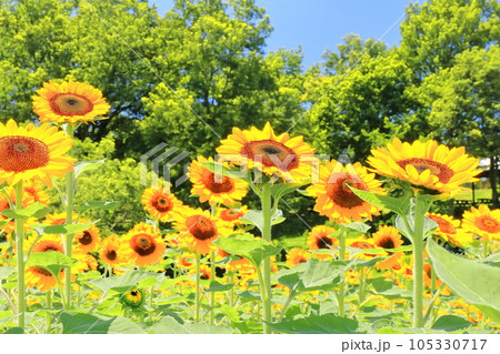 【香川県】夏の国営讃岐まんのう公園（ひまわり畑） 105330717