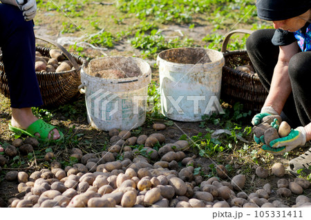 Two diligent workers are engaged in sorting freshly harvested potatoes outdoors. The farmer carefully collects the potatoes from the farmland, the essence of agriculture, harvest, and cultivation 105331411