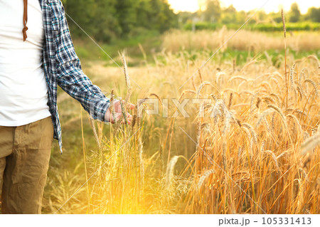 A man holds golden wheat ears amidst a ripening field, inspecting the quality of the grain on the spikelets. Closeup shot from a side view. Closeup. Sunny flare 105331413