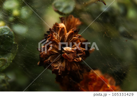 beauty of nature with this abstract brown and green texture. The combination of dry and vibrant shades creates a mesmerizing contrast, representing the cycle of life and growth. Out of focus beauty of nature with this abstract brown and green texture. The combination of dry and vibrant shades creates a mesmerizing contrast, representing the cycle of life and growth. Out of focus 105331429