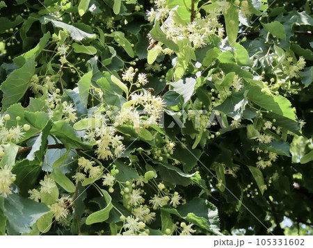 初夏のスイス グリュイエール リンデンバウムの花 初夏のスイス グリュイエール リンデンバウムの花 105331602