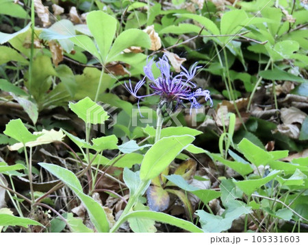 初夏のヨーロッパ・アルプス　ハーダークルム展望台近くに咲く　ヤマヤグルマギク 105331603