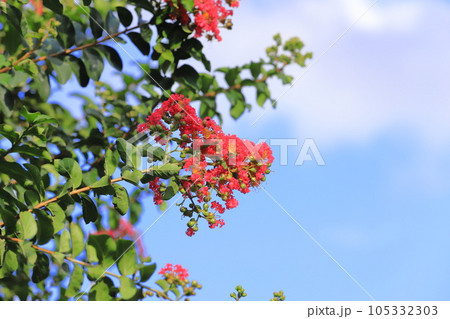 赤いサルスベリの花　　 105332303
