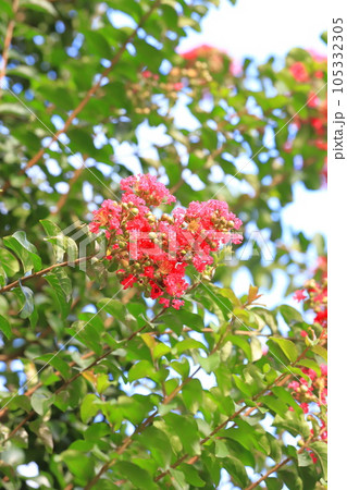 赤いサルスベリの花　　 105332305