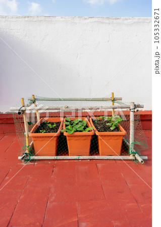 Organic crops in plastic pots in the urban garden on the terrace of the house, protected with structures of reeds and nets to protect them from birds Organic crops in plastic pots in the urban garden on the terrace of the house, protected with structures of reeds and nets to protect them from birds 105332671