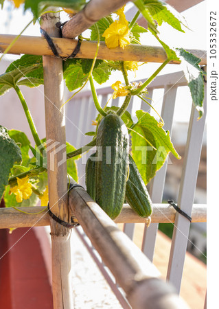 Close-up of a plantation of cucumbers in full growth with the vegetables in full development, grown in an urban garden on the roof of the house. Healthy food, own production. Close-up of a plantation of cucumbers in full growth with the vegetables in full development, grown in an urban garden on the roof of the house. Healthy food, own production. 105332672