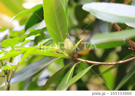台湾椿(タイワンツバキ)の実 台湾椿(タイワンツバキ)の実 105333000
