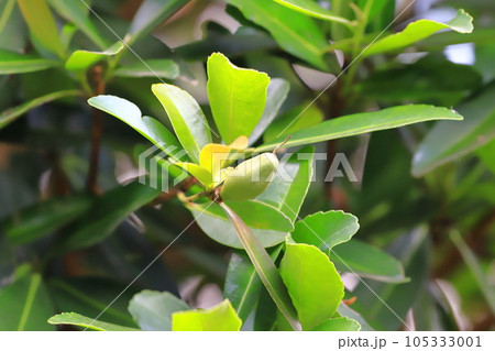 台湾椿（タイワンツバキ）の実 105333001