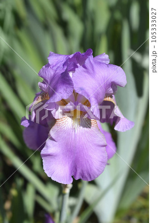 Tall bearded iris Pink Plume 105333027