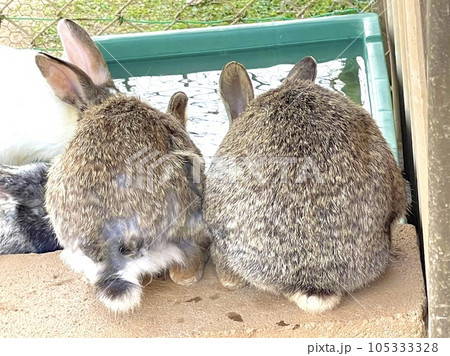 ウサギの耳が可愛い 105333328