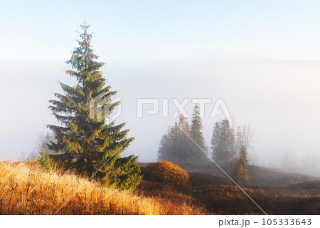 Amazing scene on autumn mountains 105333643