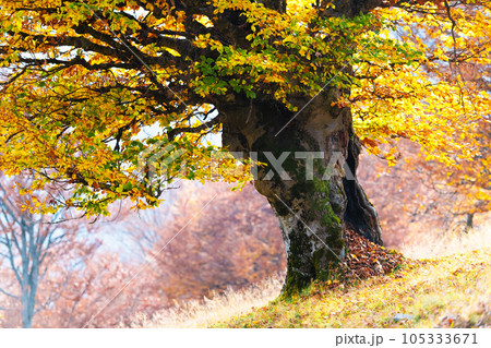 Old beech tree with bright orange leaves at autumn meadow 105333671
