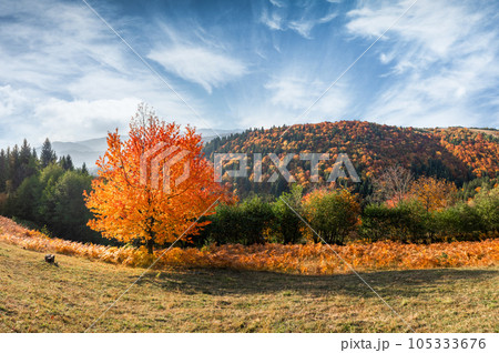 Orange cherry tree with bright leaves Orange cherry tree with bright leaves 105333676