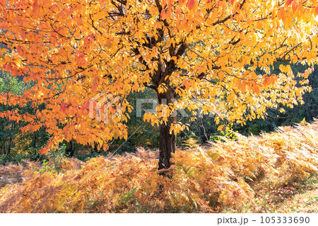 Picturesque autumn scene with orange tree and yellow fern 105333690