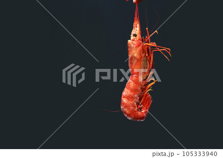 Close up of female hand holding fresh raw red langoustine, lobster, prawn or scampi on black background. Seafood for a healthy diet. copy space Close up of female hand holding fresh raw red langoustine, lobster, prawn or scampi on black background. Seafood for a healthy diet. copy space 105333940