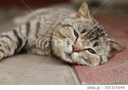British cat. The portrait was made at lunchtime when the cat lay down to rest. The cat looks at the camera 105335049