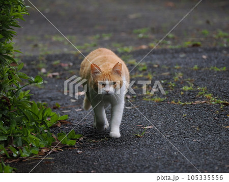 見つめる猫 105335556