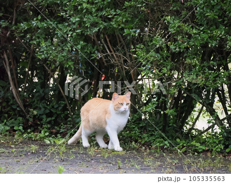 見つめる猫 105335563