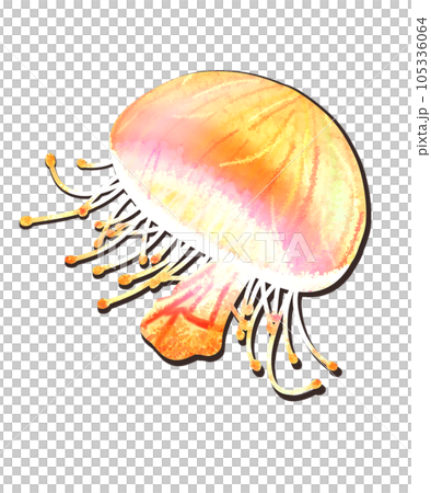 Flower jellyfish (yellow) 105336064