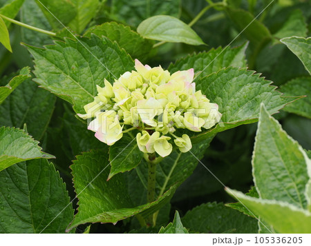 綺麗に咲き始めた淡い色のアジサイの花 綺麗に咲き始めた淡い色のアジサイの花 105336205