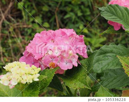 綺麗に咲き始めた淡い色のアジサイの花 105336228