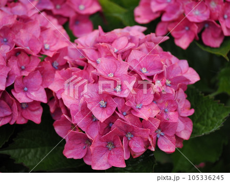 綺麗に咲き始めた淡い色のアジサイの花 綺麗に咲き始めた淡い色のアジサイの花 105336245