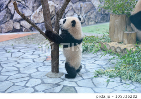 木に登ろうとする優浜 105336282